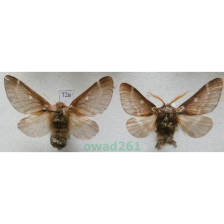 Eriogaster lanestris (Linnaeus, 1758) pair Barczatka puchowica Czech72a